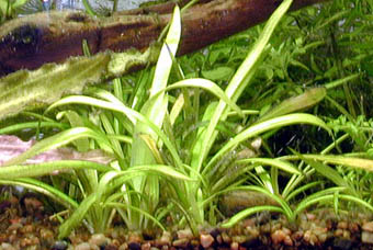 Sagittaria subulata